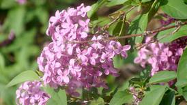‘Joy and happiness’: It’s Lilac Time in Lombard, and the blooms are popping