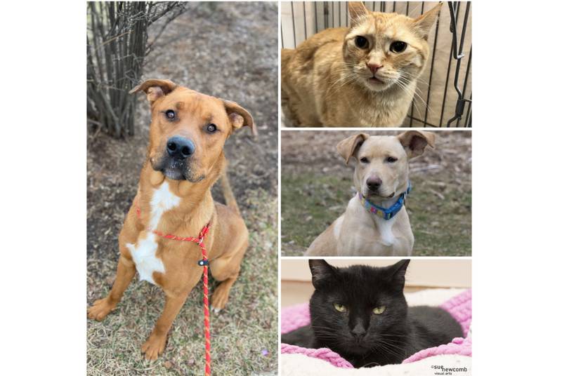 The Herald-News presents this week’s Pets of the Week. Read the description of each pet to find out about that pet, including where he or she can be adopted.