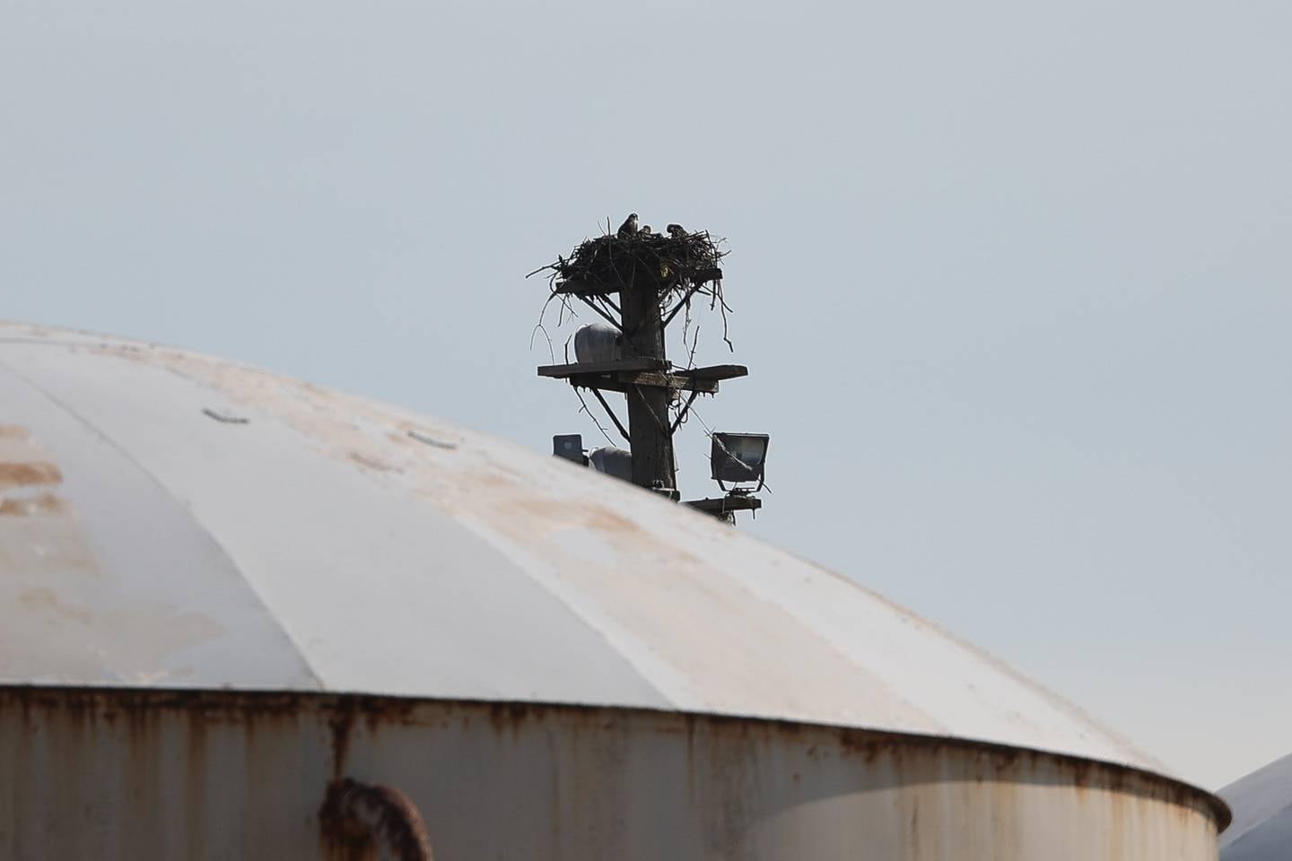 Young osprey sit in a nest high above the DNR decommissioned facility in Romeoville on Tuesday, July 18th, 2023.