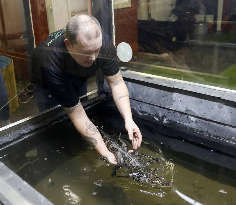 Lucas Arnold, of Cold Blooded Parties, releases Walter an American alligator into his enclosure inside the new Reptile Gallery in McHenry on Feb. 21, 2023. The gallery when it opens in April will feature over 40 different species of reptiles, amphibians, sting rays and invertebrates on display.