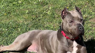 Easygoing, loving dog seeks forever family