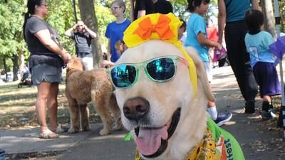 Photos: Canines shine at Barktoberfest: A day of fun in Ottawa