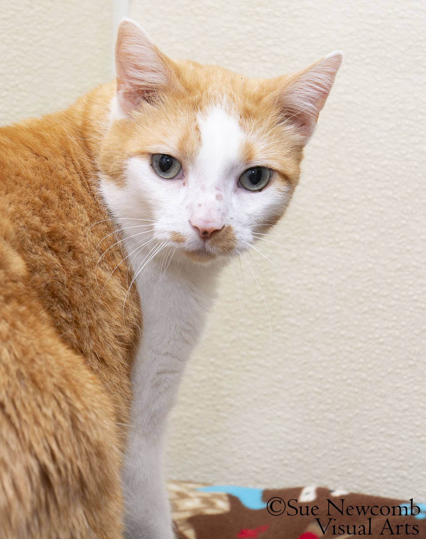 Dragon is a sweet, 10 year-old, 16.8-pound domestic shorthair mix who was abandoned in Shorewood. He is slowly adjusting to the shelter. Dragon will need to lose some weight. Contact the Will County Humane Society at willcountyhumane.com and follow the instructions for the adoption process.