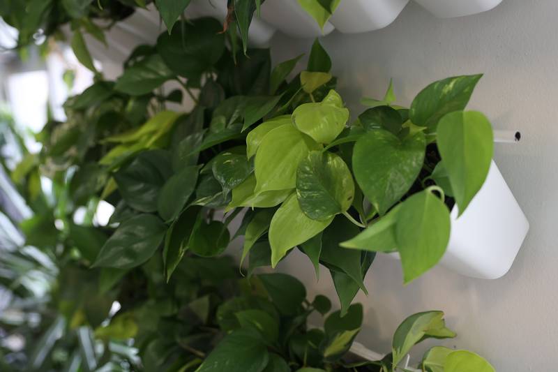 Internode Greenery and Home recently open in Downtown Joliet, providing interior design consulting, house plants and greenery focused home decor.