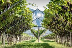 Uncorked: Italian mountains perfect for cultivating Pinot Grigio 