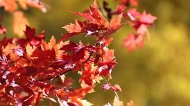 Enjoy fall with nature hikes in DeKalb, Sycamore, Kingston