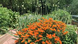 How Does Your Garden Grow? Native, pollinator-friendly plants top 2022 gardening trends