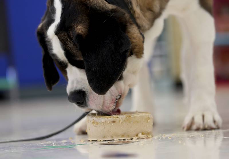 Peru Police K-9 Haven licks a dog cake on her 2nd birthday on Wednesday, Feb. 25, 2026 at Students Obtaining Achievement and Responsibility (SOAR) school in Peru. The special dog cake was made out of peanut butter, milk bones and sausage.