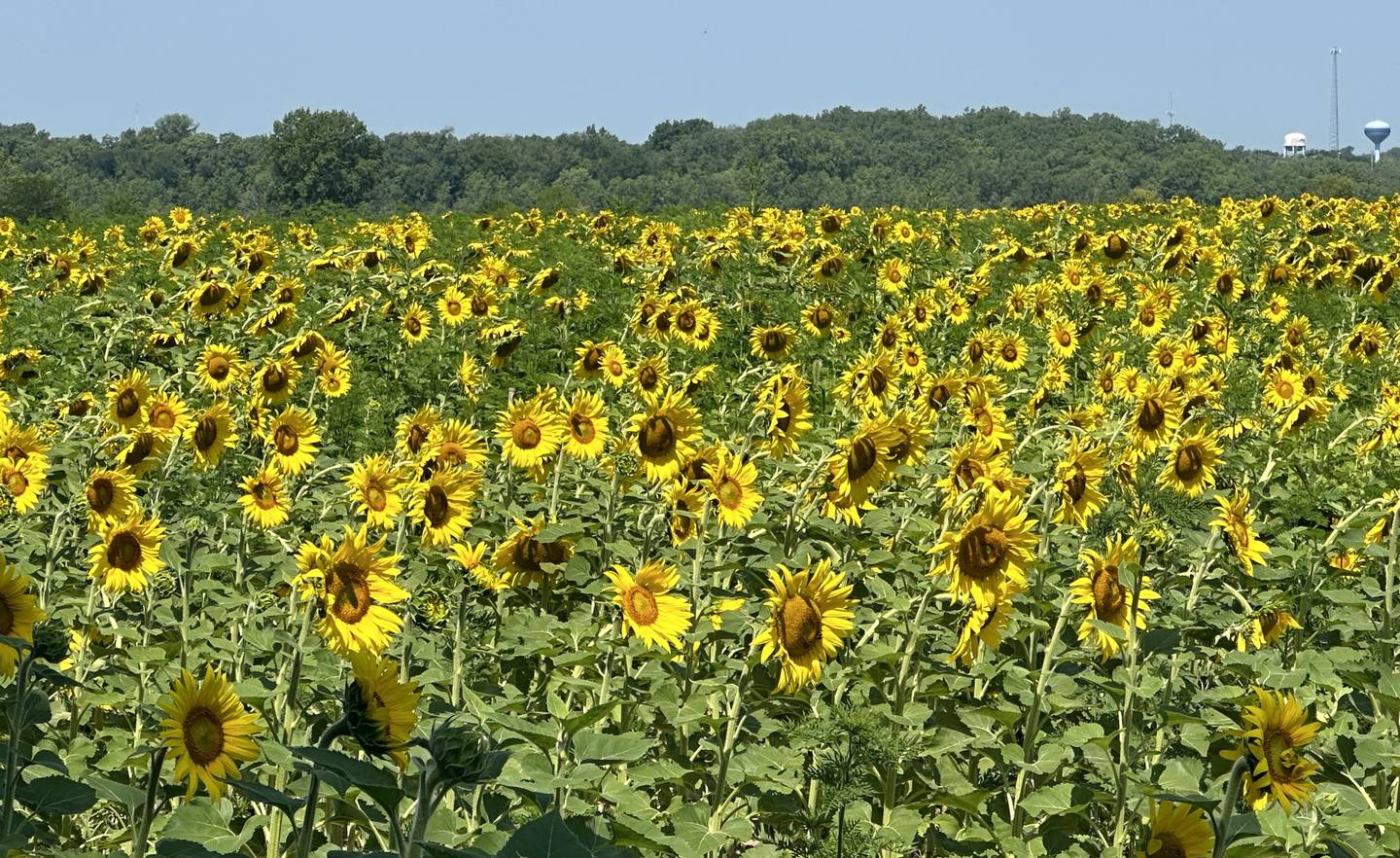 The sunflower field attracts many visitors and pollinators  on Tuesday, July 11, 2023 at Matthiessen State Park. The sunflowers are planted by the Illinois Department of Natural Resources. Not only are the sunflowers beautiful and fantastic for family, engagement and high school photo opportunities, they are also a habitat improvement tool. Sunflowers and wheat are planted for the IDNR's dove hunting program. Once the sunflowers are mature they are mowed, which causes the seeds to spread over the bare ground that doves enjoy feeding in. Park staff asks you do not take sunflowers and park in designated parking areas, not along roadways and do not drive to the fields.