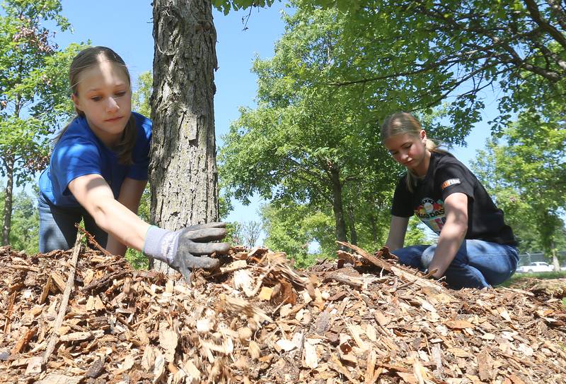 Milton Pope students Carter Gibson and Cora Chapman spread mulch around a young Oak tree on Friday, May 23, 2025 near the Illinois Fallen Soldier Memorial at Illini State Park in Marseilles.