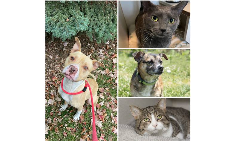 The Herald-News presents this week’s Pets of the Week. Read the description of each pet to find out about it, including where it can be adopted in Will County.