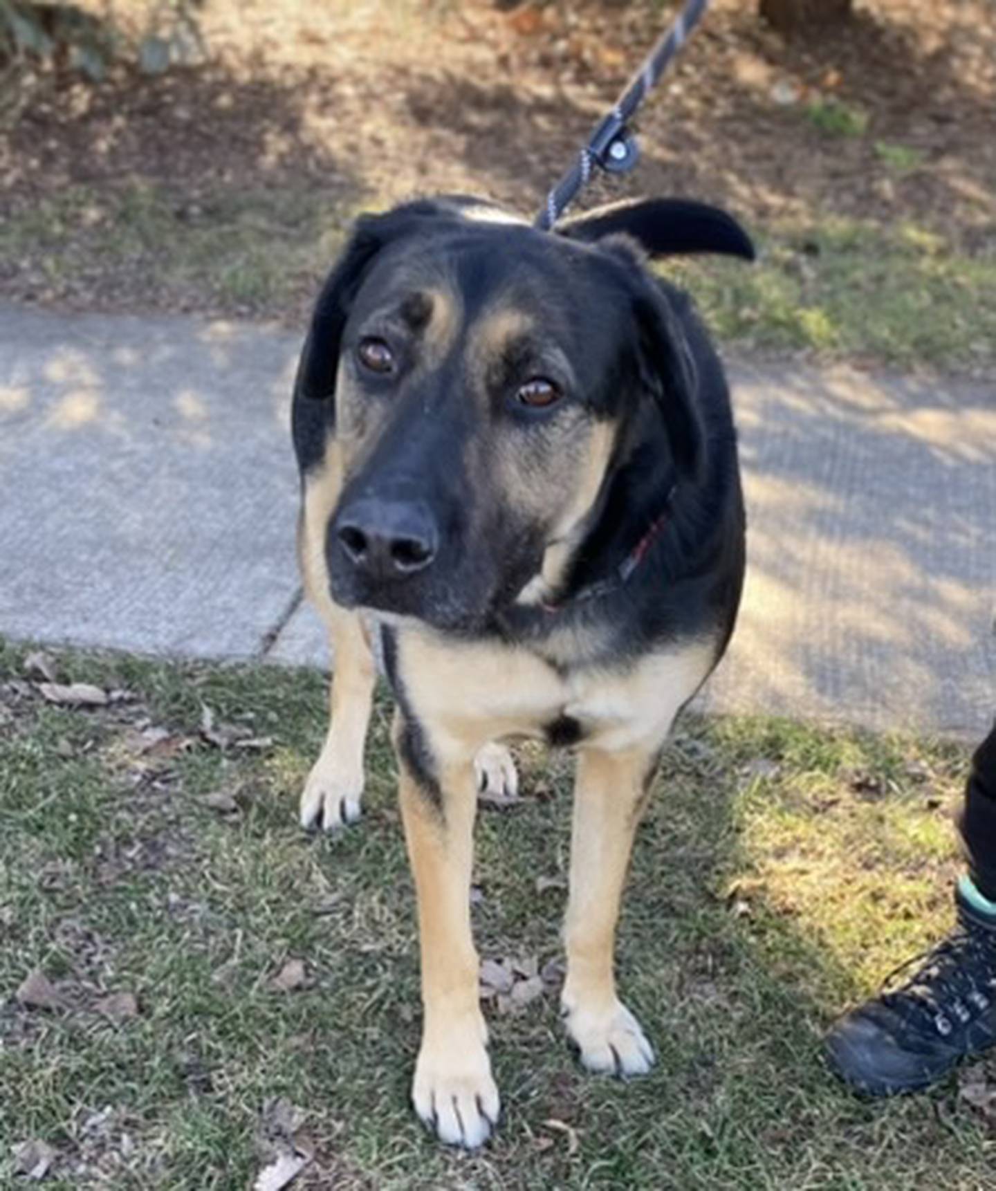 Thunder is a 2-year-old, 80-pound shepherd that was rescued from an overcrowded shelter in Kentucky where he was at risk of euthanasia. He is fun, lovable, friendly, outgoing and energetic. He is good with other dogs and would do best in a home with older children due to his large size. He would make a wonderful family dog. To meet Thunder, email Dogadoption@nawsus.org. Visit nawsus.org.