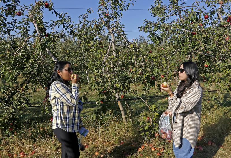 Mayra Mendez, of Zion, and Alex Biswas, of Chicago sample Snow Sweet apples on Thursday, Oct. 10, 2024, at the Royal Oak Farm Apple Orchard in Harvard.