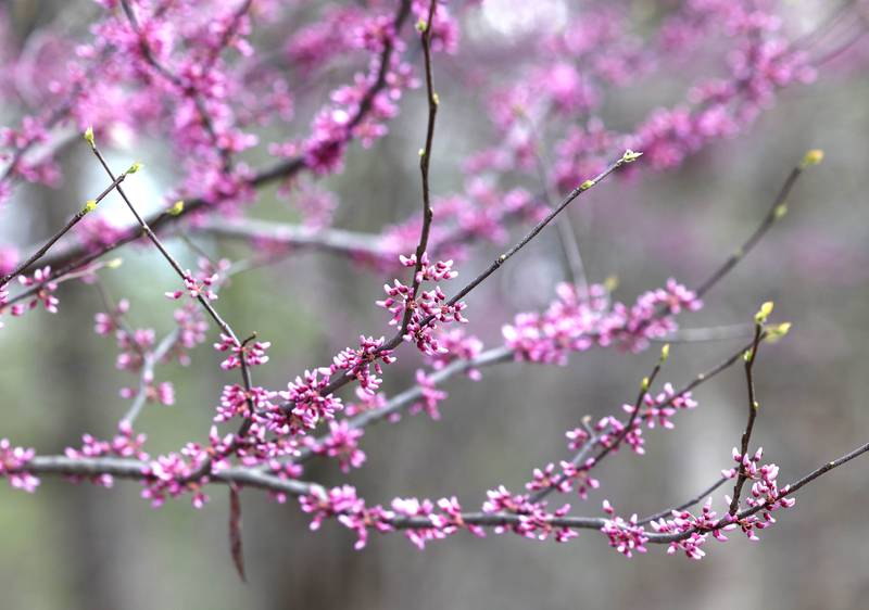 Trees are beginning to flower Friday, April 21, 2023, in County Farm Woods in DeKalb.
