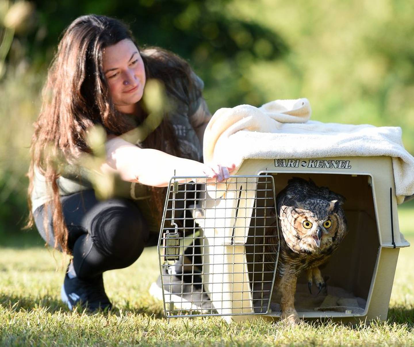Anderson Humane's Alex Schwander holds open the cage door as a great horned owl returns to the wild Friday at Campton Forest Preserve. The owl was nursed back to health at Anderson's wildlife center in Elburn. (Rick West – Daily Herald Media Group)