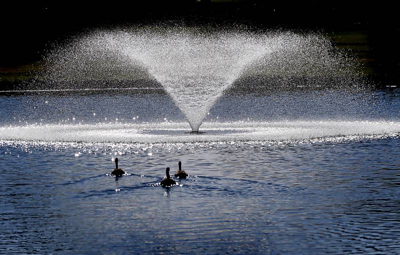 Three Canadian geese head towards a fountain on Wednesday, Sept. 25, 2024, at Crystal Woods Golf Club in Woodstock.
