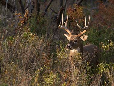IDNR: Ogle, Carroll deer hunters have new CWD procedures to follow