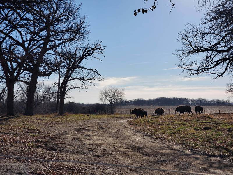 Six bison were released to Pleasant Valley Conservation Area in Woodstock in December 2021.