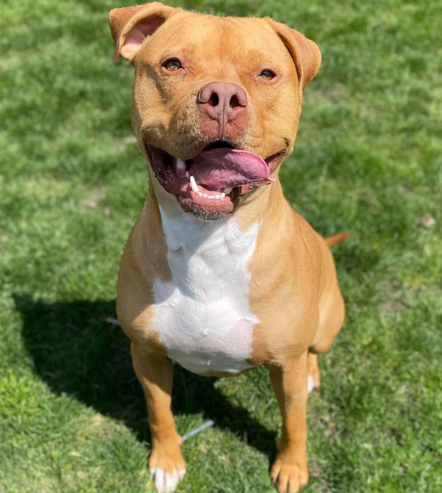 Ironman is a 2-year-old pittie with a big smile and bigger personality. He’s goofy and wants to please, To meet Ironman, call Joliet Township Animal Control at 815-725-0333. Visit JolietTownshipAnimalControl.net.