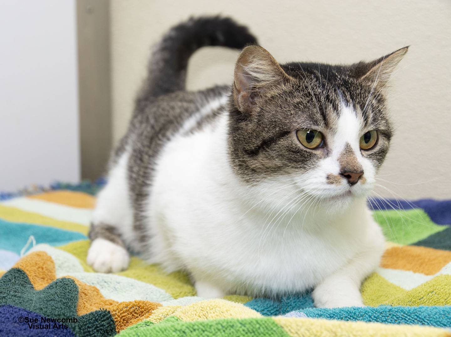 Joy is a sweet and quiet domestic shorthair that loves attention and leans into people for cheek rubs, too. Contact the Will County Humane Society at willcountyhumane.com and follow the instructions for the adoption process.