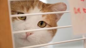 Caring for homeless pets: An inside look at DuPage County’s expanded animal shelter
