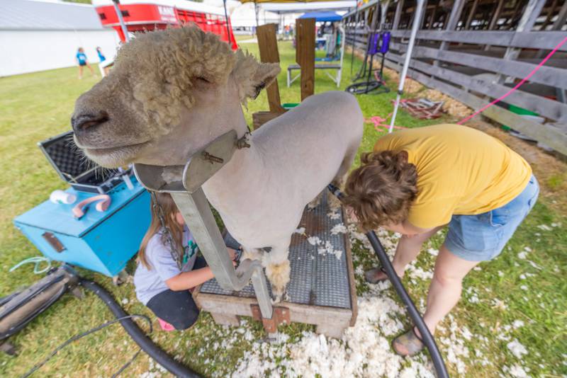 Sisters Alex (right) and Jane (left) Reed blow off their sheep after sheering the wool off in preparation for showing at the LaSalle County 4H Fair on July 10, 2025 in Ottawa.