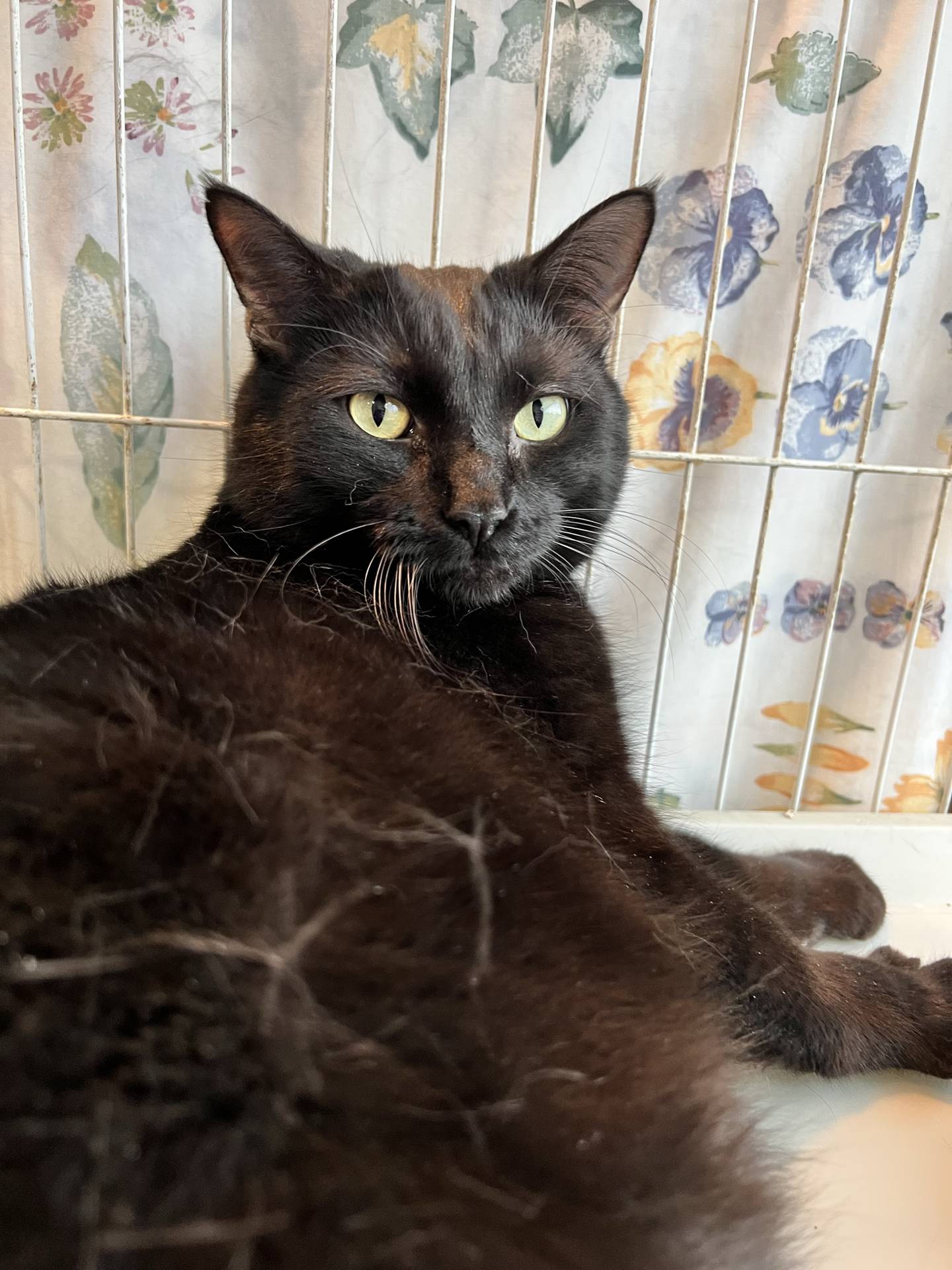 Cass is a 5-year-old, 13-pound domestic shorthair that was rescued from an animal control in southern Illinois where he was at risk of being euthanized. He is loving, friendly, interactive, curious and affectionate. He is good with other cats and would be a good couch companion. To meet Cass, email Catadoptions@nawsus.org. Visit nawsus.org.