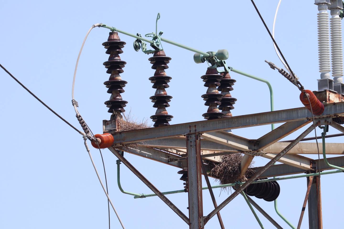 Two of the estimated seven active monk parakeet nests visible at the ComEd substation next to the Great Western Trail in Lombard.