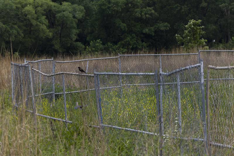 Fencing surrounds the park’s construction Wednesday, June 4, 2025, in Sterling.