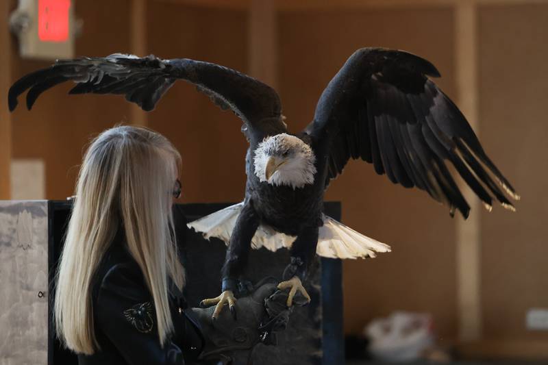 Victor E., a rescued Bald Eagle, from the Hoo’s Woods Raptor Center spreads his wings during a presentation at the Four Rivers Environmental Education Center’s annual Eagle Watch program in Channahon.