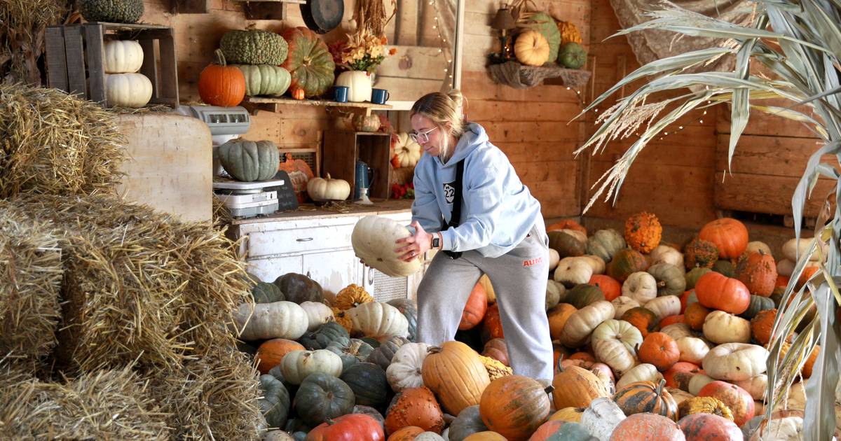 Photos Pumpkins, gourds and hay at the Sugar Grove Pumpkin Farm Shaw