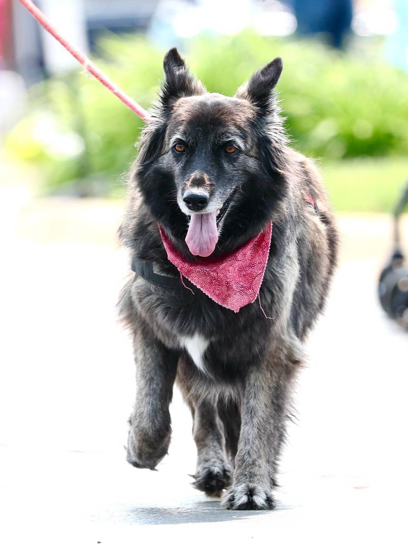 Greenfield Retirement Home in Princeton hosted a Paws on Park Avenue to entertain its residents on Saturday, May 31.