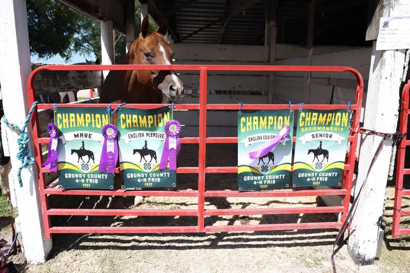 Diva, a horse from Blue Winds Farm, stands in her stall after winning 4 competitions at the Grundy County 4-H Fair on Sunday, July 30 in Morris.