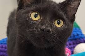 Kitten seeks family to play, cuddle with