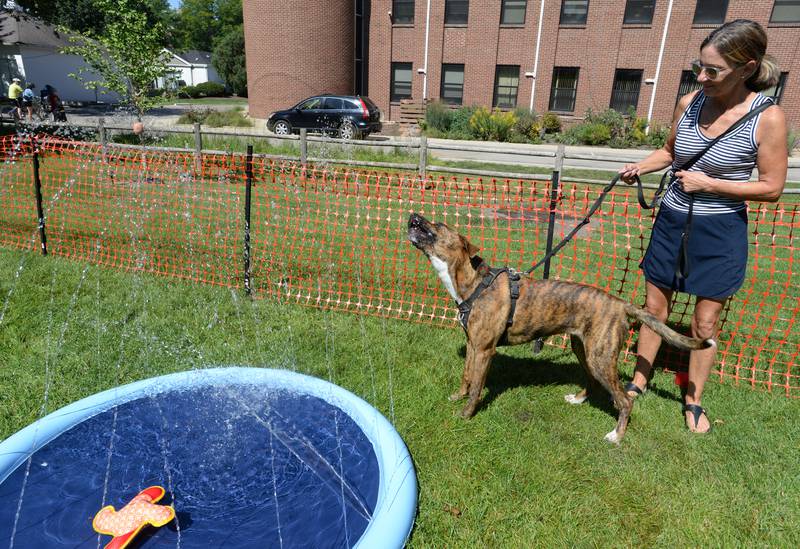 Caroline Brahler of Naperville holds her dog 'Millie' while 'Millie' enjoys the splash pad at the Dog Daze in Downers Grove Saturday, Sept. 9, 2023.