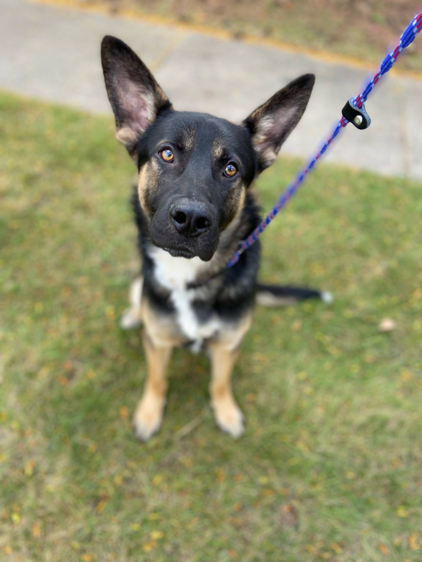 Leroy is a 1-year-old shepherd that was rescued from a local animal control. He is very friendly and has a lot of happy, puppy energy. He enjoys the outdoors and seems to like everyone he meets.  He is smart and eager to please, but he needs an adopter who will continuing his training. To meet Leroy, email Dogadoptions@nawsus.org. Visit nawsus.org.