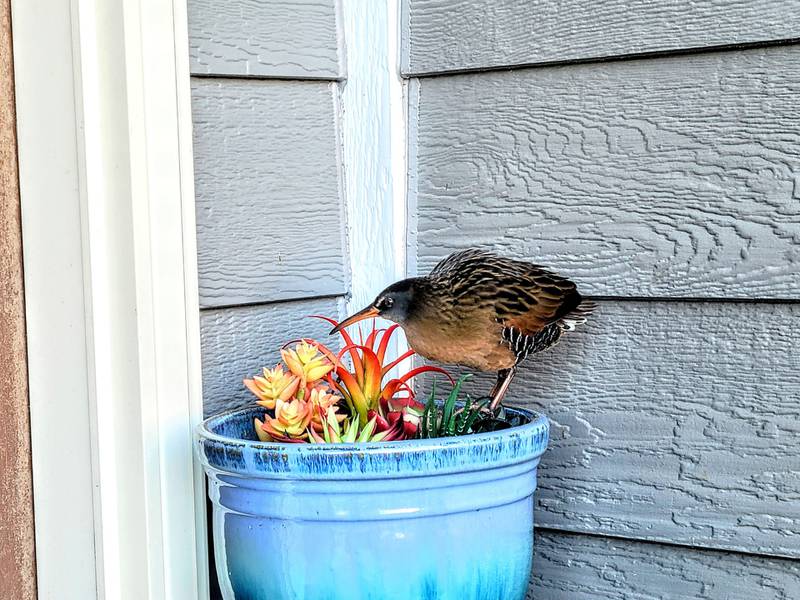 Described as bigger than a robin but smaller than a crow, the Virginia rail is a marsh inhabitant that is considered uncommon in our area.