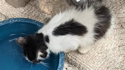 Kendall County Animal Control takes in 77 cats from hoarding case