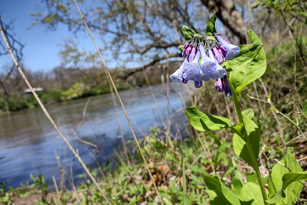 Master Naturalists offer bat listening hike at Dayton Bluffs