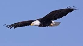 Four Rivers Center in Channahon hosts annual eagle watch 