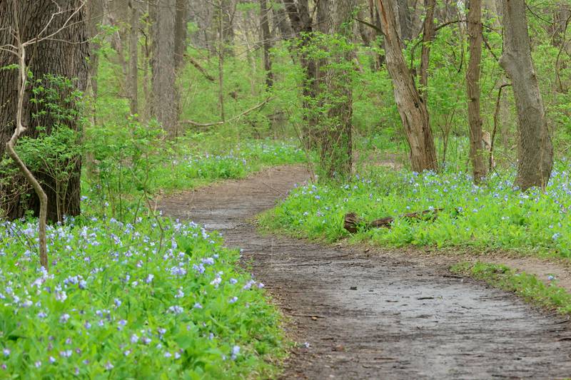 A field of bluebells bloom along the trailhead to Illinois Canyon on Monday, April 13, 2026 in Starved Rock State Park.