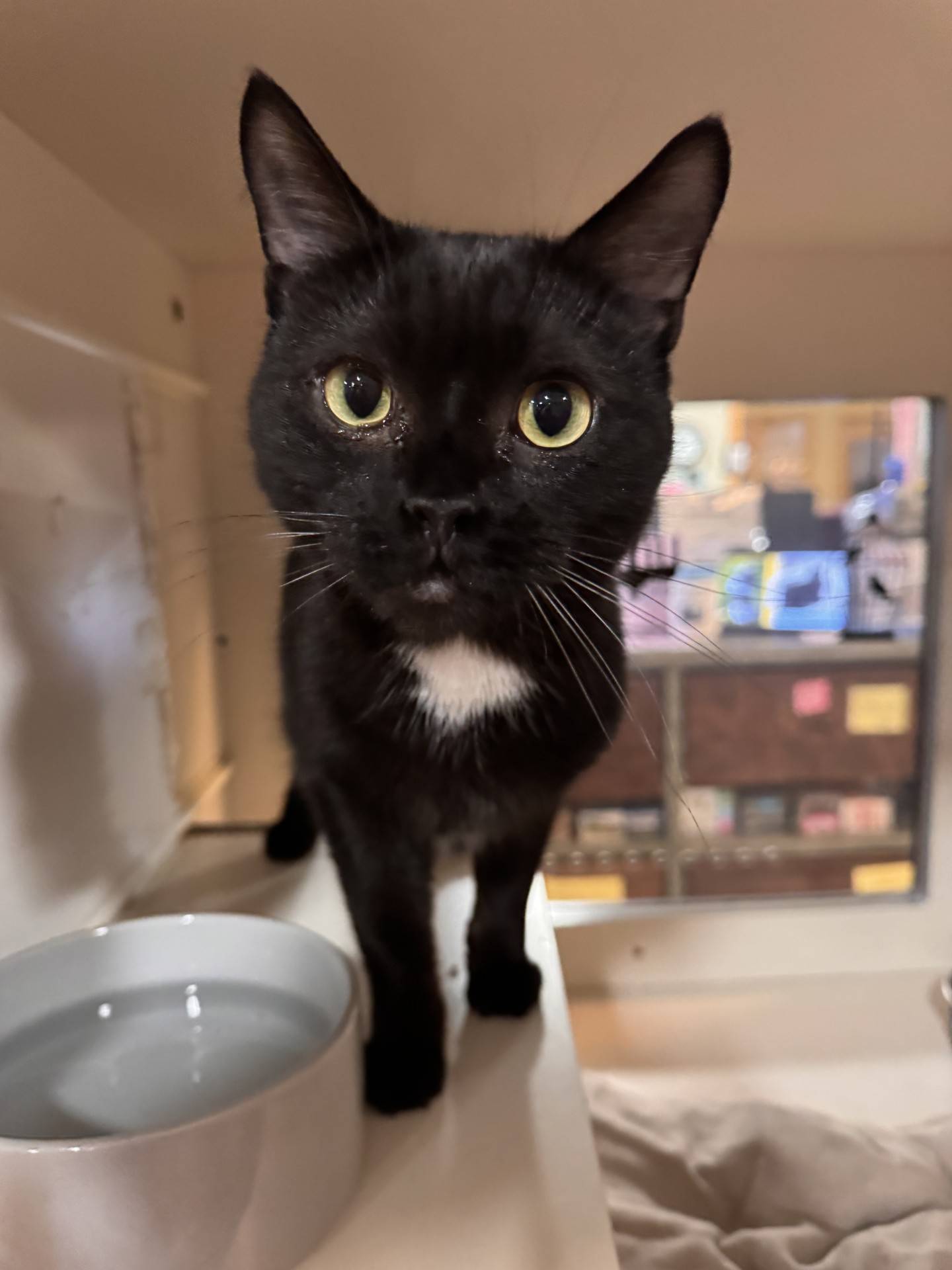 Tator Chip, a 3-year-old domestic shorthair. was rescued from a local animal control, where he was at risk of euthanasia. He is confident and curious about visitors. Tater Chip greets people and enjoys pets along his back. He will make a friendly companion. To meet Tater Chip, please email Catadoptions@nawsus.org. Visit nawsus.org.