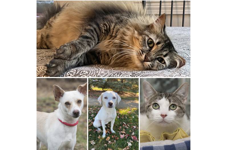 The Herald-News presents this week’s Pets of the Week. Read the description of each pet to find out about that pet, including where he or she can be adopted