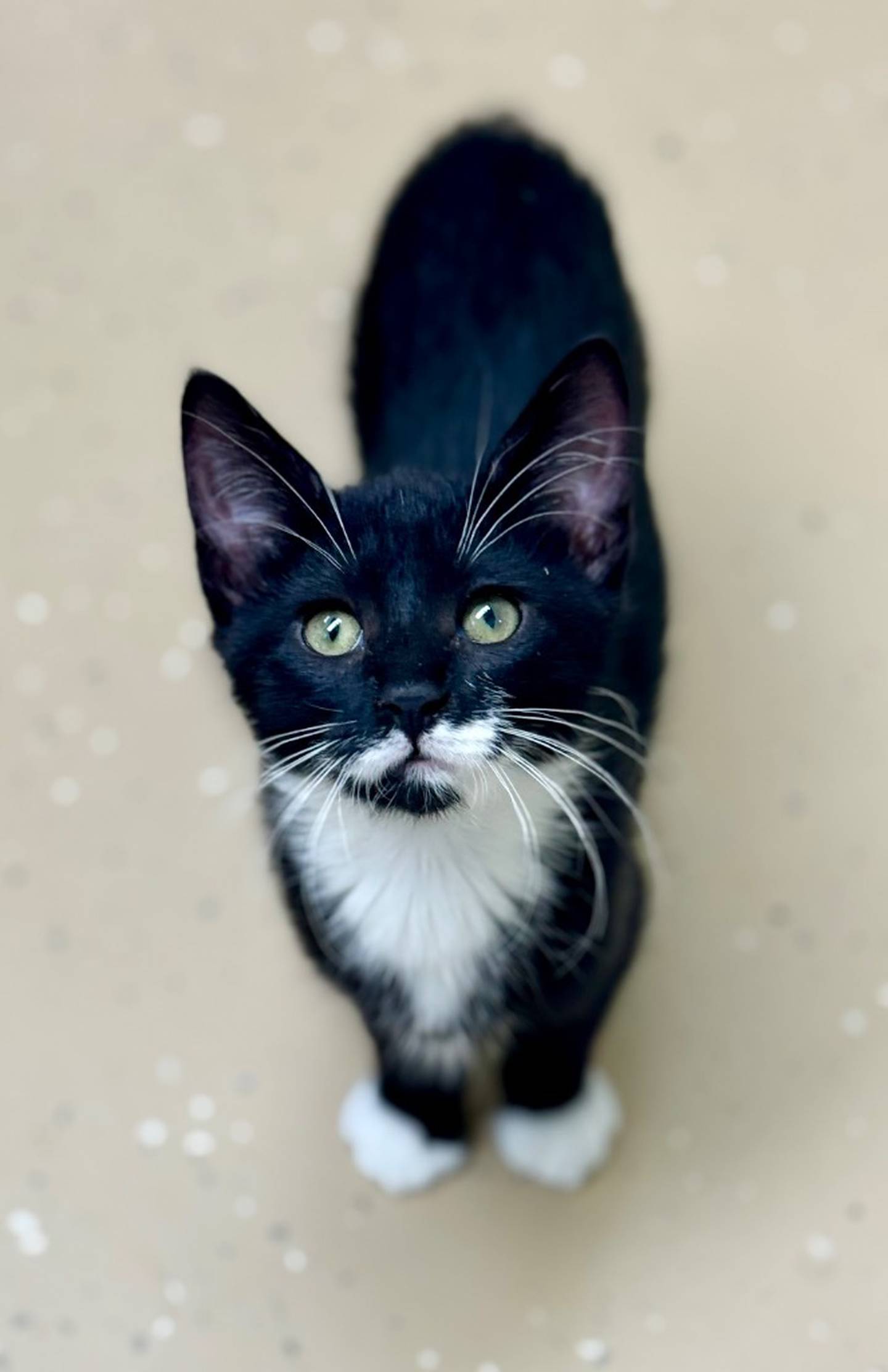 Venus was born at the end of February and has been with the shelter 10 weeks now. She is a playful, fun loving kitten who needs a forever home. She does well with other kittens and she has met children and done well with them, too. Contact the Will County Humane Society at willcountyhumane.com and follow the instructions for the adoption process.