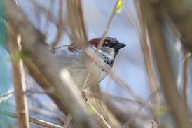 Kane County Forest Preserve to offer spring bird count program March 14
