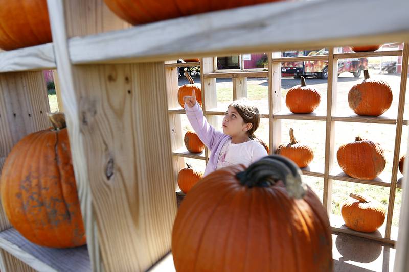 Kailee Contreras, 6, of Round Lake Heights, counts pumpkins as she and her family enjoy fall activities on Monday, Oct. 10, 2022, at Richardson Adventure Farm, 909 English Prairie Road in Spring Grove. The farm's main attraction is a James Bond-themed corn maze, but it also features a 50-foot observation tower, train rides, a carousel, picnic areas, wagon rides, a zip line, 150- and 100-foot slides, zorbing, a petting zoo, pumpkin patch, goat feeding area, pedal kart tracks, live music on weekends, a kid's play area, jumping pillows, pig races, air cannons, a paintball shooting gallery, indoor restrooms, gift shop and wine tasting bar.