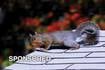 Wildlife Can Damage Your Roof: How You Can Prevent It