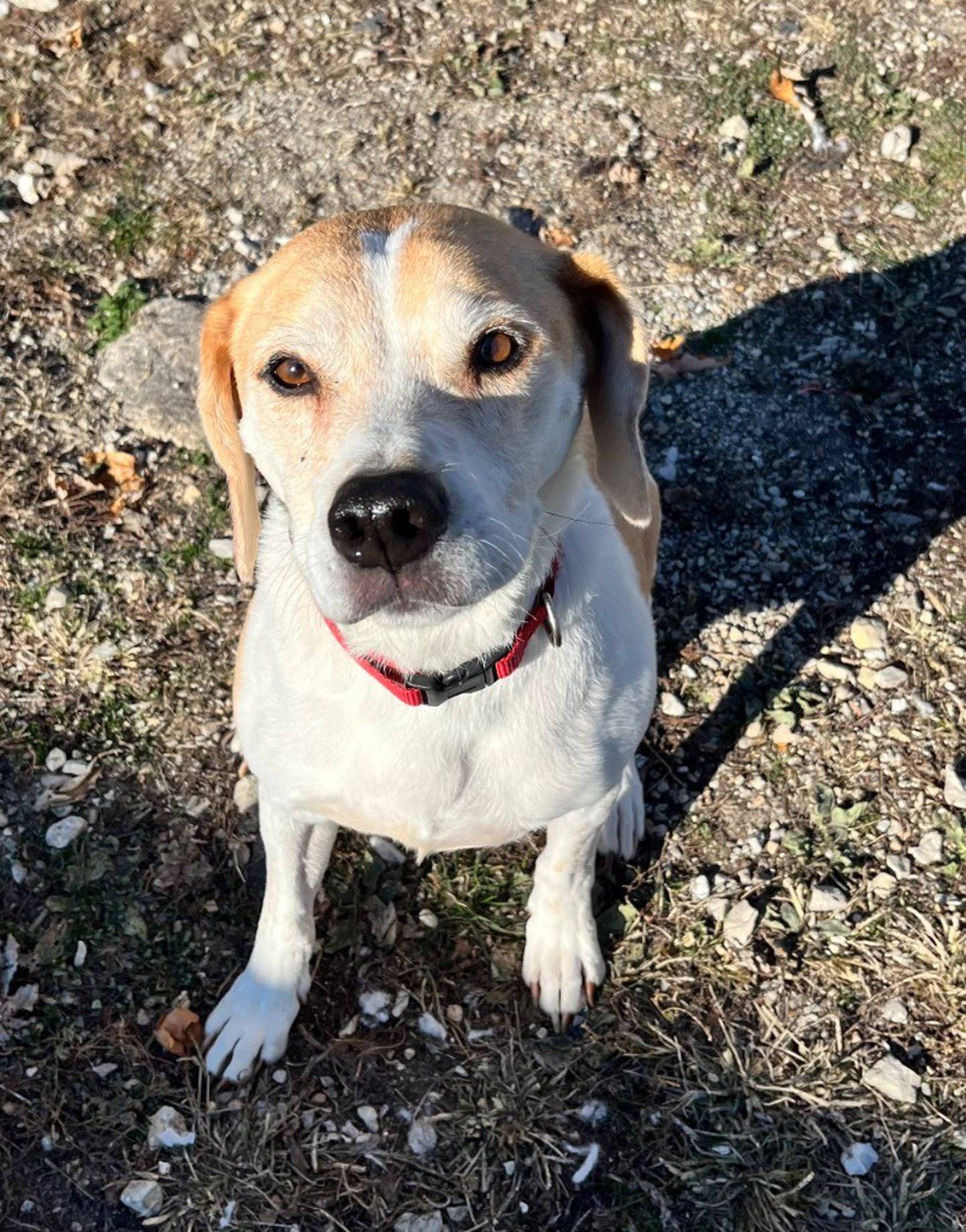 Baldr is a sweet 7-year-old hound mix who was surrendered as his owner no longer had the means to care for him. Baldr loves to be with his people. He enjoys pets and occasionally playing with toys. Baldr has separation anxiety, so he needs home with someone who is home often. Contact the Will County Humane Society at https://www.willcountyhumane.com/ and follow the instructions for the adoption process.