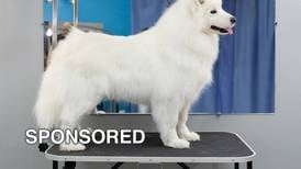 Five Advantages of Professional Dog Grooming Services
