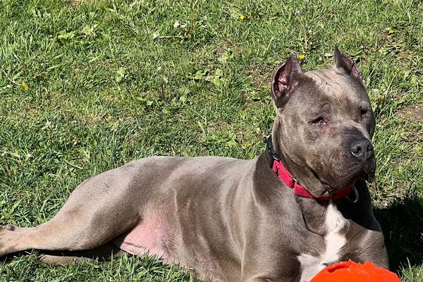 Easygoing, loving dog seeks forever family